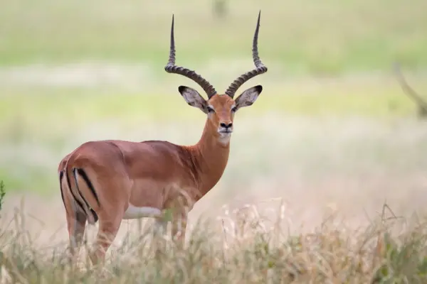 Why was the antelope's son so stubborn?