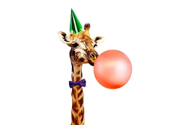 What animal has the most fun?