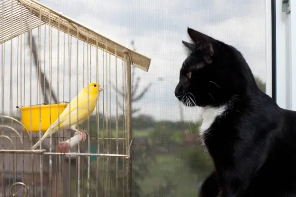 What do you get if you cross a cat with a canary?