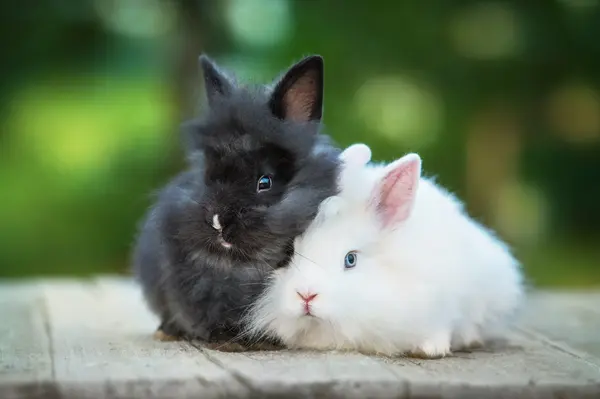 What is the most important grooming habit for a rabbit?