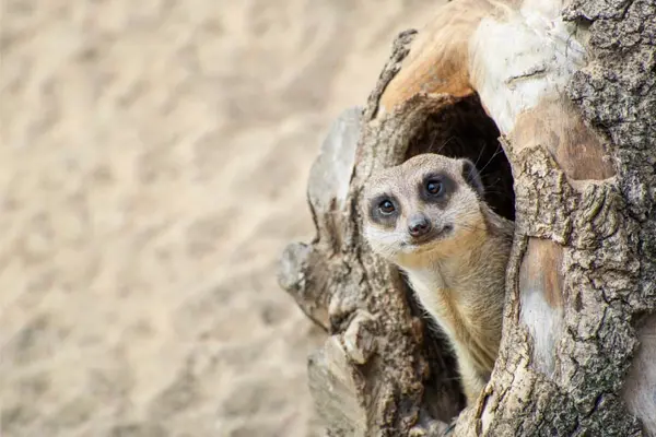 What animal should you never play hide and seek with?