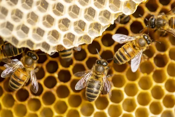 Why do bees gossip?