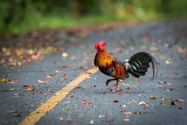 Why did the unwashed chicken cross the road twice?