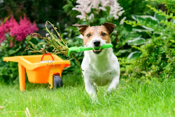 Which animal makes the best landscaper?