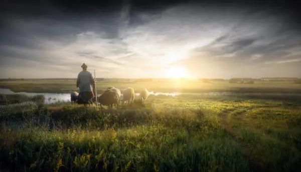 Why did the shepherd quit his job?