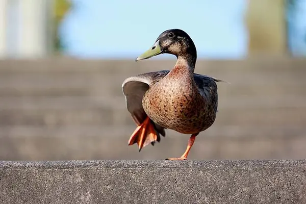What is a duck's favorite dance?