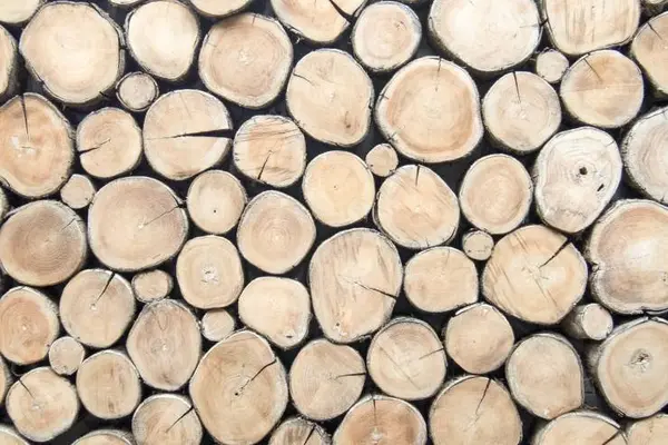 How do trees get access to the internet?