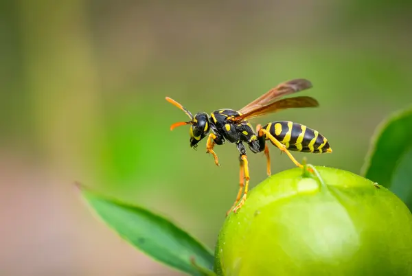Why did the wasp feel self-conscious about his workload?