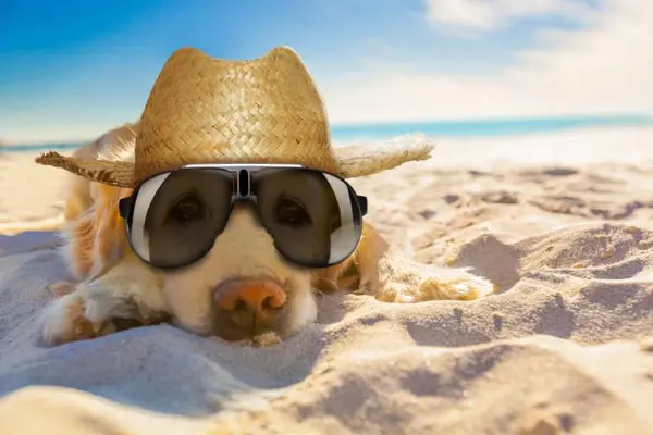 What do you call a golden retriever at the beach in July?