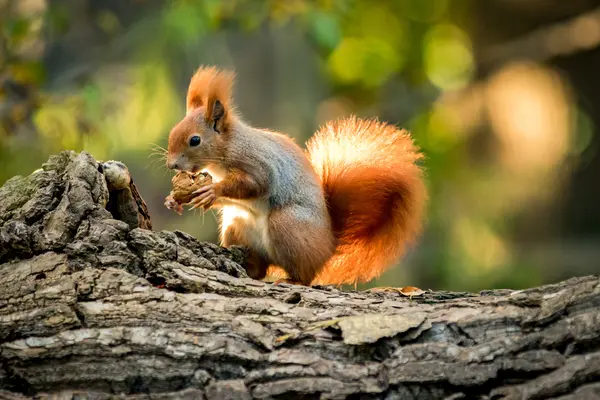 What did the squirrel bring to the Thanksgiving potluck?