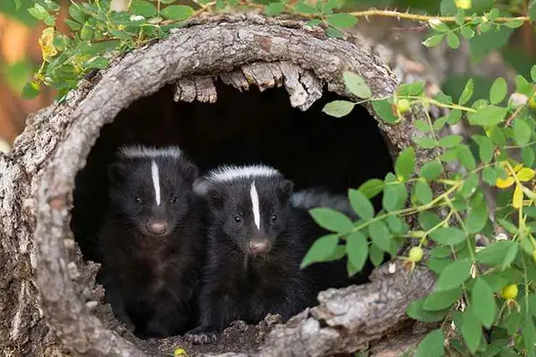 Why do skunks celebrate Valentine's Day?