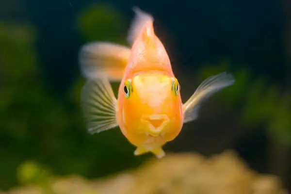 What fish sings the best?